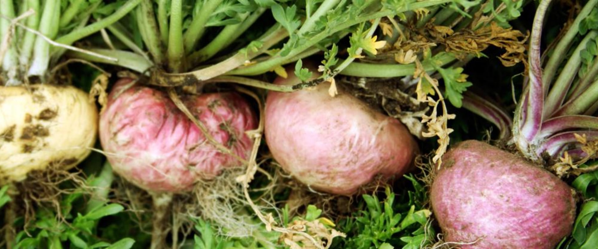 Maximizing Maca: The Essential Guide to Taking Breaks for Optimal Health Benefits