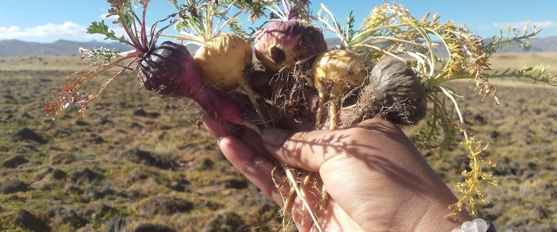 The Benefits and Risks of Taking a Break from Maca: An Expert's Perspective